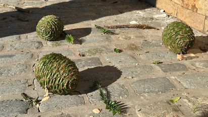 Vecinos de barrio Roma en alerta por piñas del tamaño 