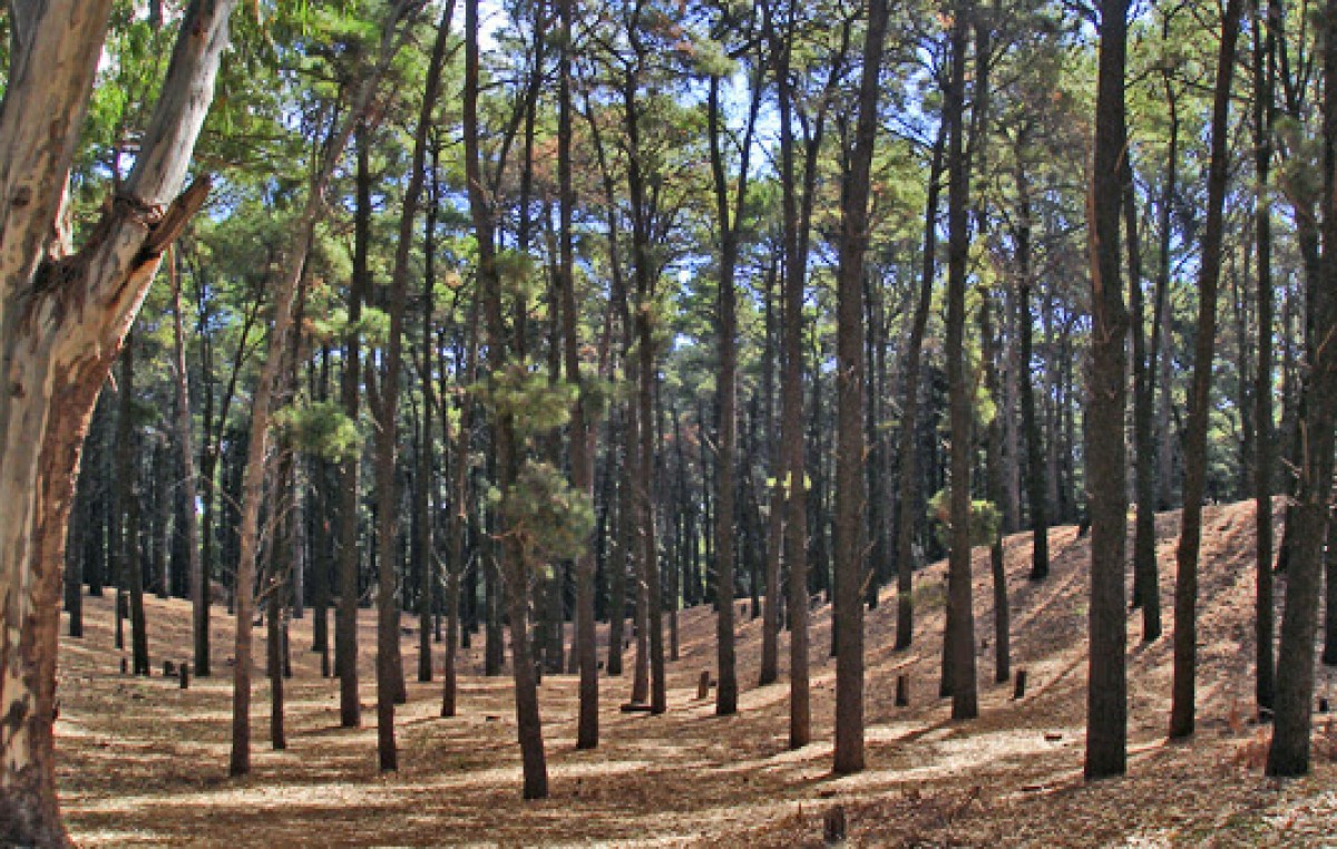 Bosque encantado, Pehuen Co
