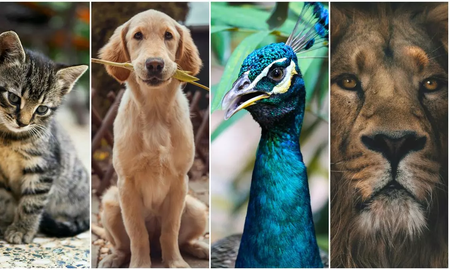 Día del Animal: ¿por qué se celebra hoy en la Argentina? Día del Animal: ¿por qué se celebra hoy en la Argentina?