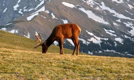 habilitan la caza de ?animales exoticos? en campos privados de mendoza habilitan la caza de ?animales exoticos? en campos privados de mendoza