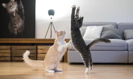 5 beneficios de tener un gato como mascota 5 beneficios de tener un gato como mascota