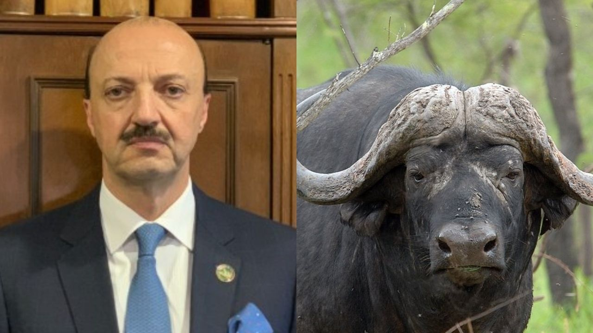 Horror en Gualeguaychú: un búfalo enfurecido embistió y mató de varias cornadas a un cazador que le disparó con una escopeta