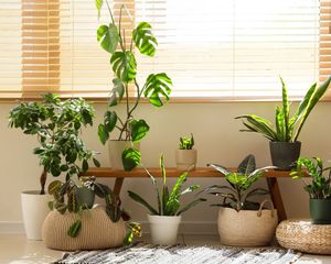Las plantas que soportan las heladas y siguen luciendo atractivas durante el invierno.