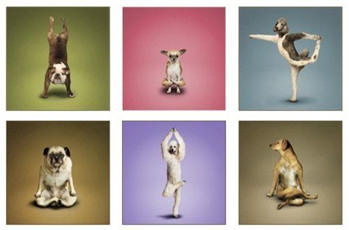 Furor por el “doga”: perros y sus dueños practican yoga juntos a la orilla del mar