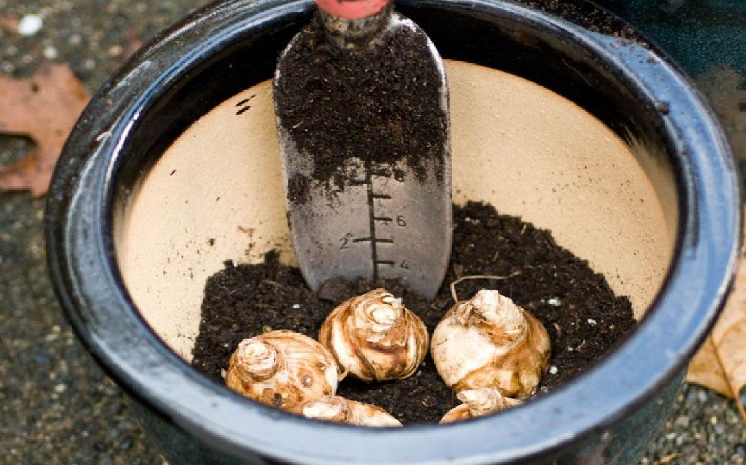 Cuáles son los cuidados que tus plantas necesitan para mantenerse sanas en invierno