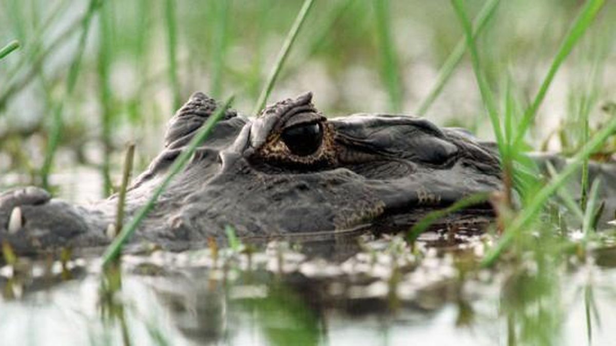 Caiman Se Come A Niño En Disney World