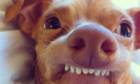 Desopilante informe de Bendita sobre la funcionaria cordobesa que hizo una fiesta por el cumple de su perrita Lulu Desopilante informe de Bendita sobre la funcionaria cordobesa que hizo una fiesta por el cumple de su perrita Lulu
