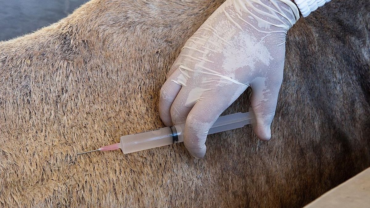 Coronavirus: comienza la distribución del suero equino hiperinmune desarrollado en Argentina y estará disponible esta semana