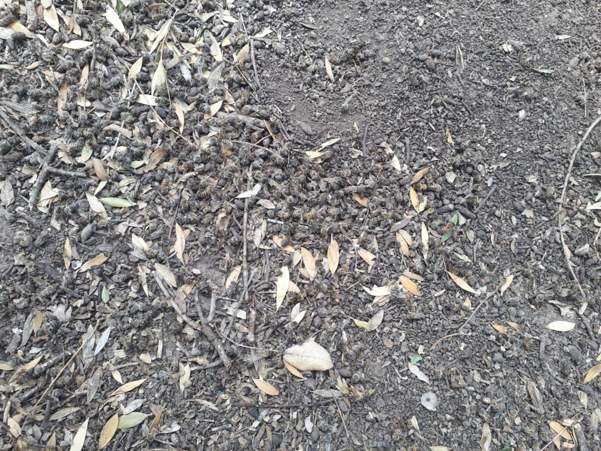 Los apicultores de Ceres y la región son los más afectados a causa de la mortandad de abejas por las fumigaciones indiscriminadas.