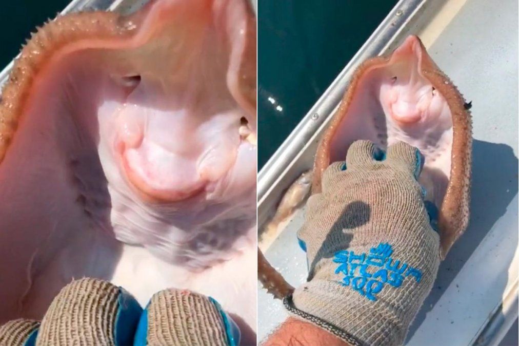 Video viral genera polémica en las redes sociales luego de mostrar una mantarraya riendo: ¿la están asfixiando?