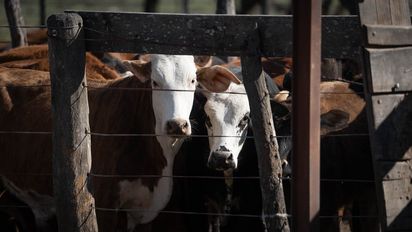 Impactante robo de ganado en Santa Fe: desaparecen 100 vacas de un campo en Santo Domingo