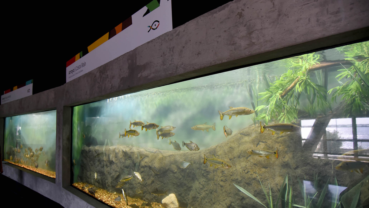 Actividades para los más chicos y grandes