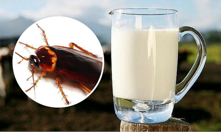 Lo dice la ciencia: leche de cucaracha, el alimento del futuro Lo dice la ciencia: leche de cucaracha, el alimento del futuro