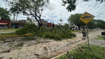 La intensa lluvia provocó algunos inconvenientes en Santa Fe. En avenida Galicia, un gran árbol cayó sobre la calzada.