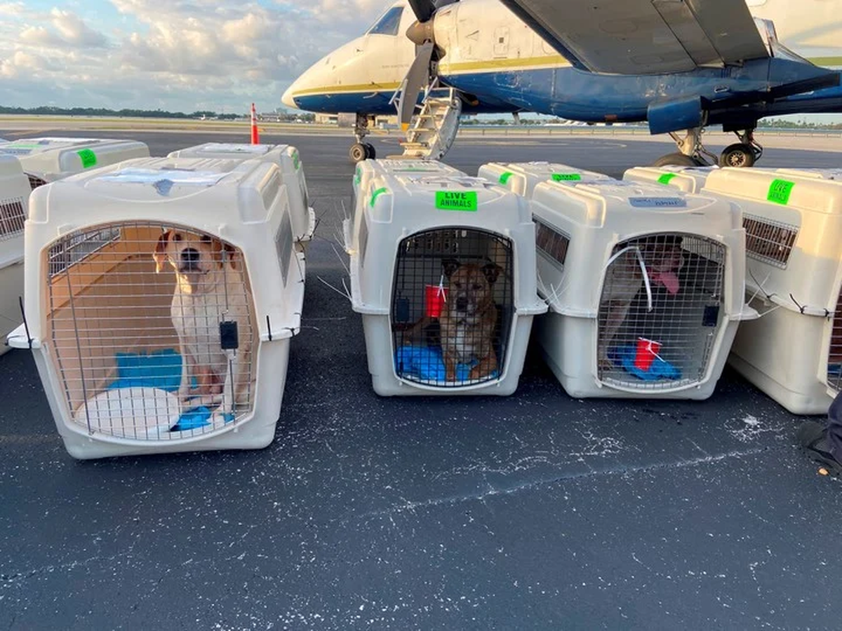 Fletaron un avi&oacute;n de Miami a Canad&aacute; para llevar 54 perros callejeros que buscan un hogar (EFE).