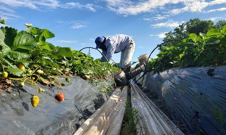 La posibilidad de que los trabajadores golondrinas reintroduzcan el virus en localidades donde ya está controlado (o a las que directamente nunca llegó) encendió todas las alarmas sanitarias. La posibilidad de que los trabajadores golondrinas reintroduzcan el virus en localidades donde ya está controlado (o a las que directamente nunca llegó) encendió todas las alarmas sanitarias.