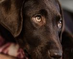 viral: una perrita espero 7 anos en un refugio ser adoptada y este fue el final viral: una perrita espero 7 anos en un refugio ser adoptada y este fue el final