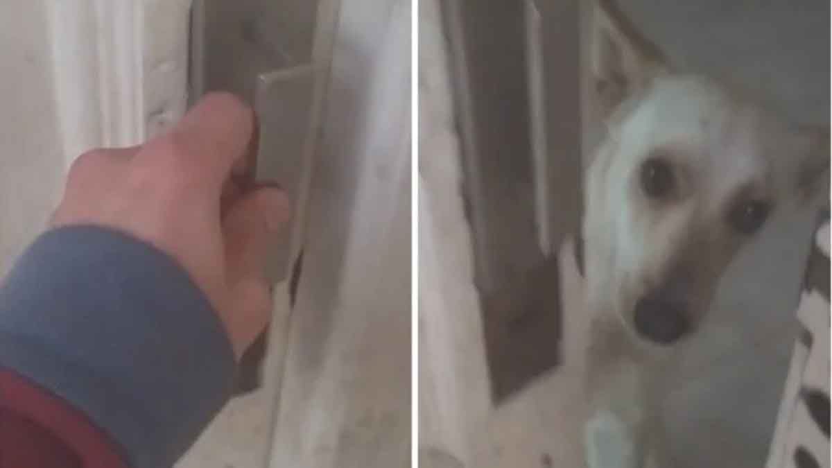 Olvida las llaves y su perro le abre la puerta de su casa