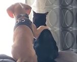 video: la amistad entre un perro y un gato que se volvio viral video: la amistad entre un perro y un gato que se volvio viral