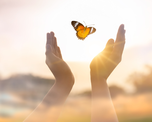 Qué significa si una mariposa se posa sobre vos.