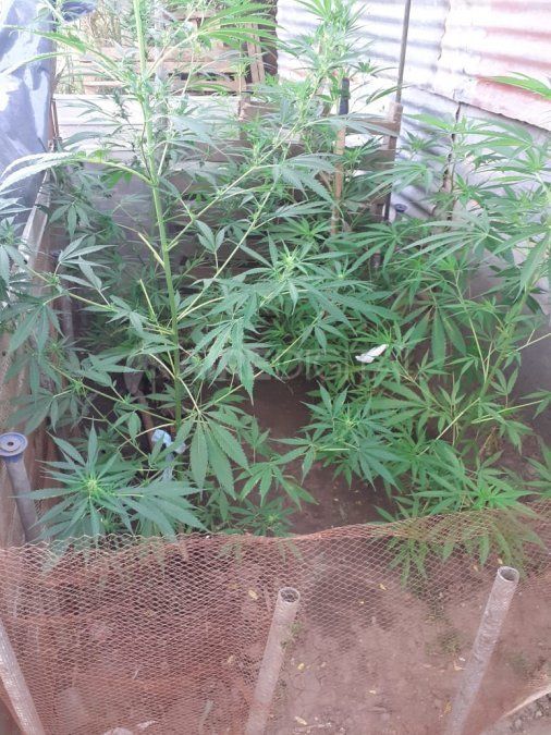 Secuestraron plantas de marihuana en un sector de los terrenos ocupados