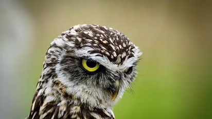 Descubrí el verdadero significado de la mirada del búho