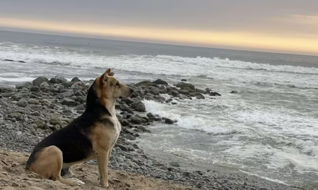 Rutinariamente, Vaguito se sienta frente al mar con la esperanza de ver a su dueño regresar. Rutinariamente, Vaguito se sienta frente al mar con la esperanza de ver a su dueño regresar.