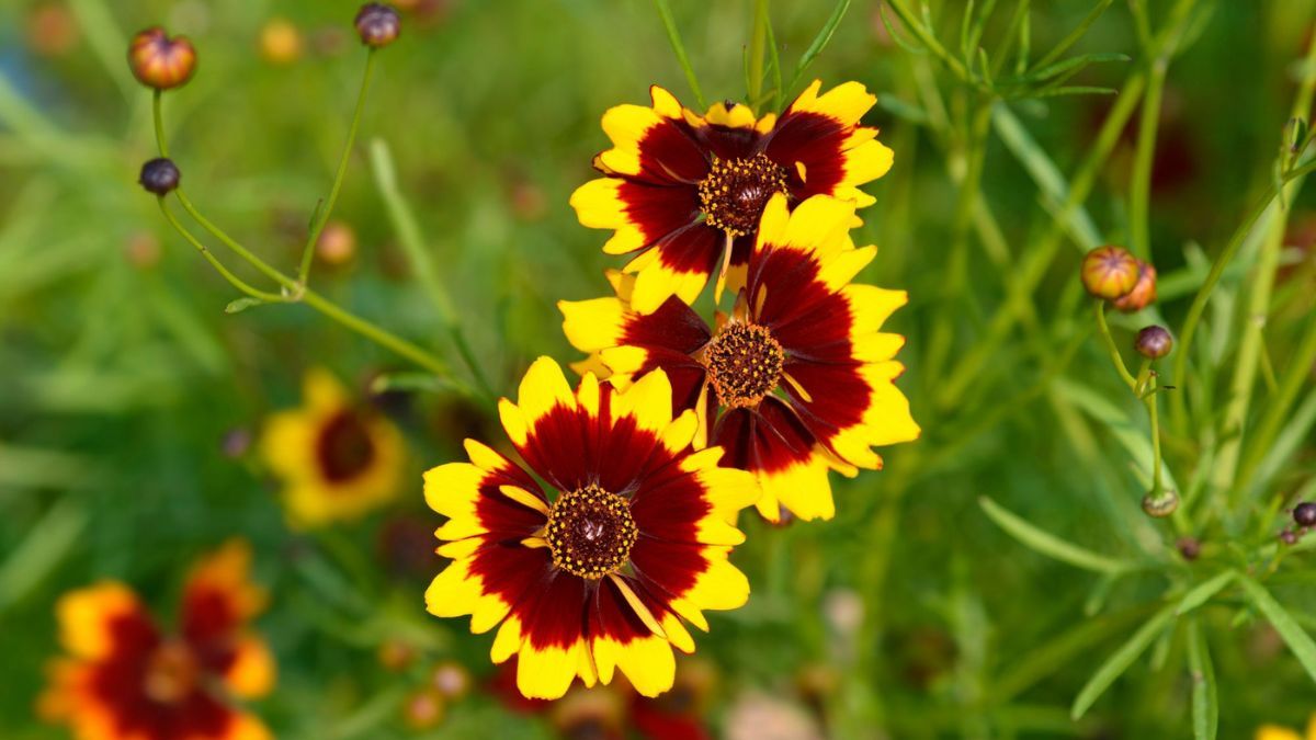 De tonos amarillos y anaranjados, resiste sol directo y florece hasta abril incluso con altas temperaturas. De tonos amarillos y anaranjados, resiste sol directo y florece hasta abril incluso con altas temperaturas.