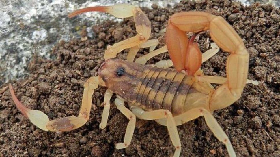 Encuentran en Palermo al alacrán más letal del país