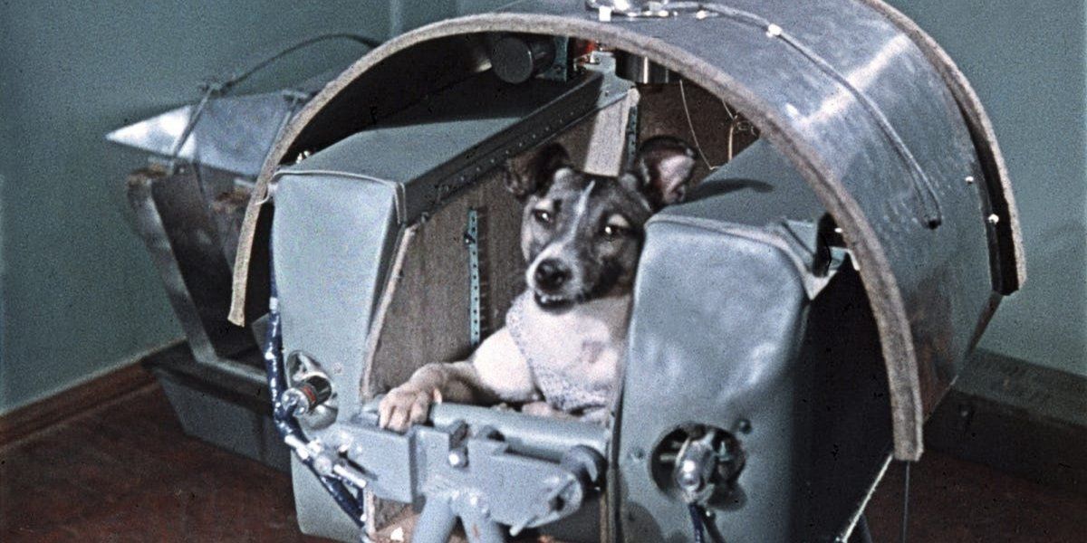La triste historia de Laika, la perrita rusa, que fue enviada a morir al espacio