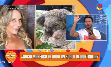 la polemica de rocio marengo y el supuesto robo de un koala de australia la polemica de rocio marengo y el supuesto robo de un koala de australia