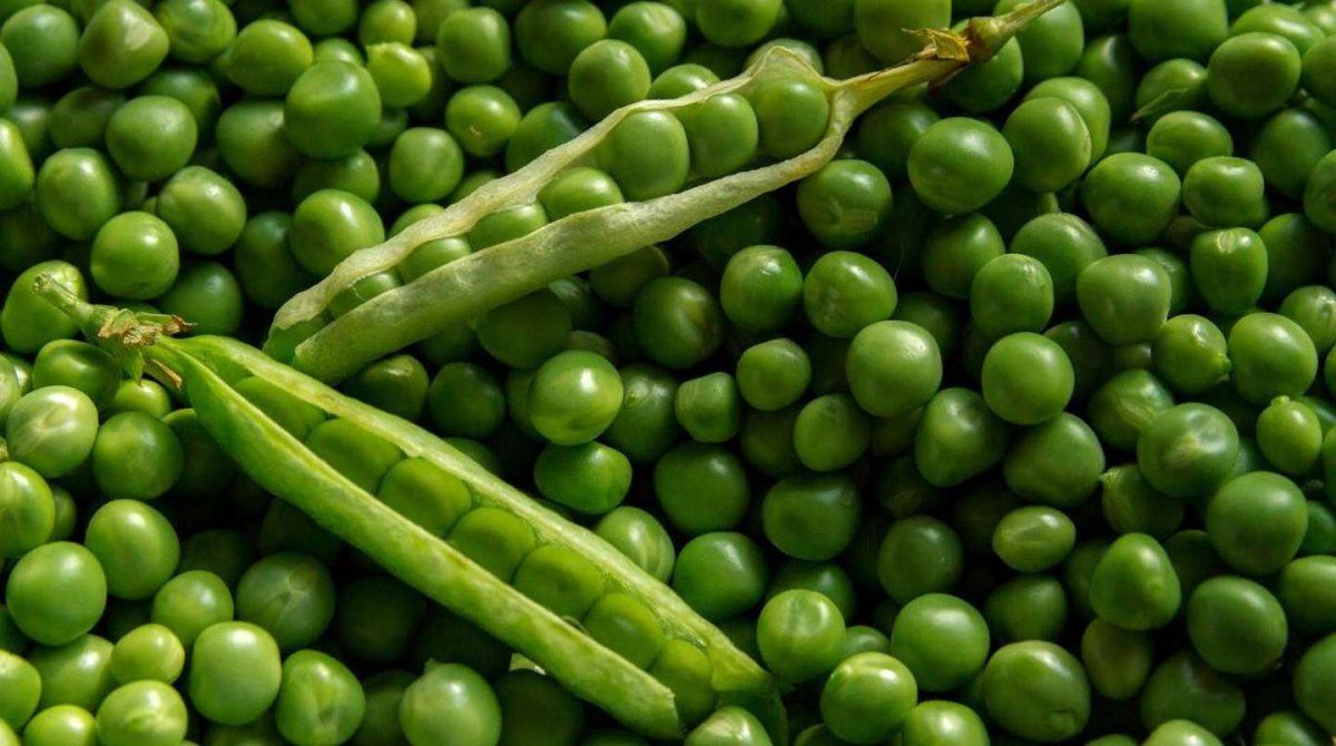 La arveja se adapta a cualquier tipo de suelo