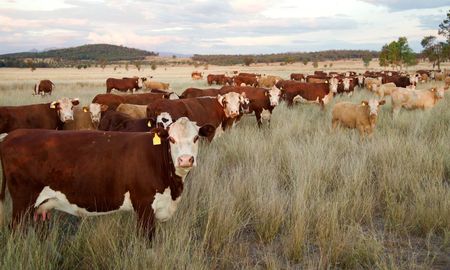 sanidad animal: el senasa habilita la importacion de nuevas vacunas para enfermedades bovinas sanidad animal: el senasa habilita la importacion de nuevas vacunas para enfermedades bovinas