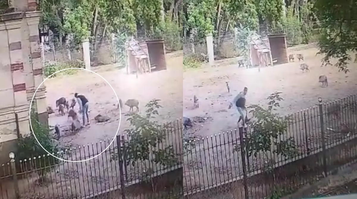 El hombre escaló las rejas de la zona donde habitan los jabalíes e intentó llevarse uno.