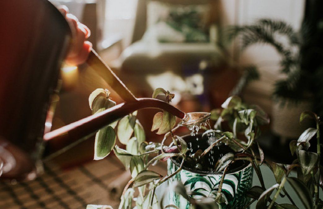 Beneficios de regar tus plantas por la noche