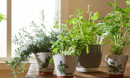 La planta que no falla en maceta y perfuma el jardín con un aroma dulce y constante. La planta que no falla en maceta y perfuma el jardín con un aroma dulce y constante.