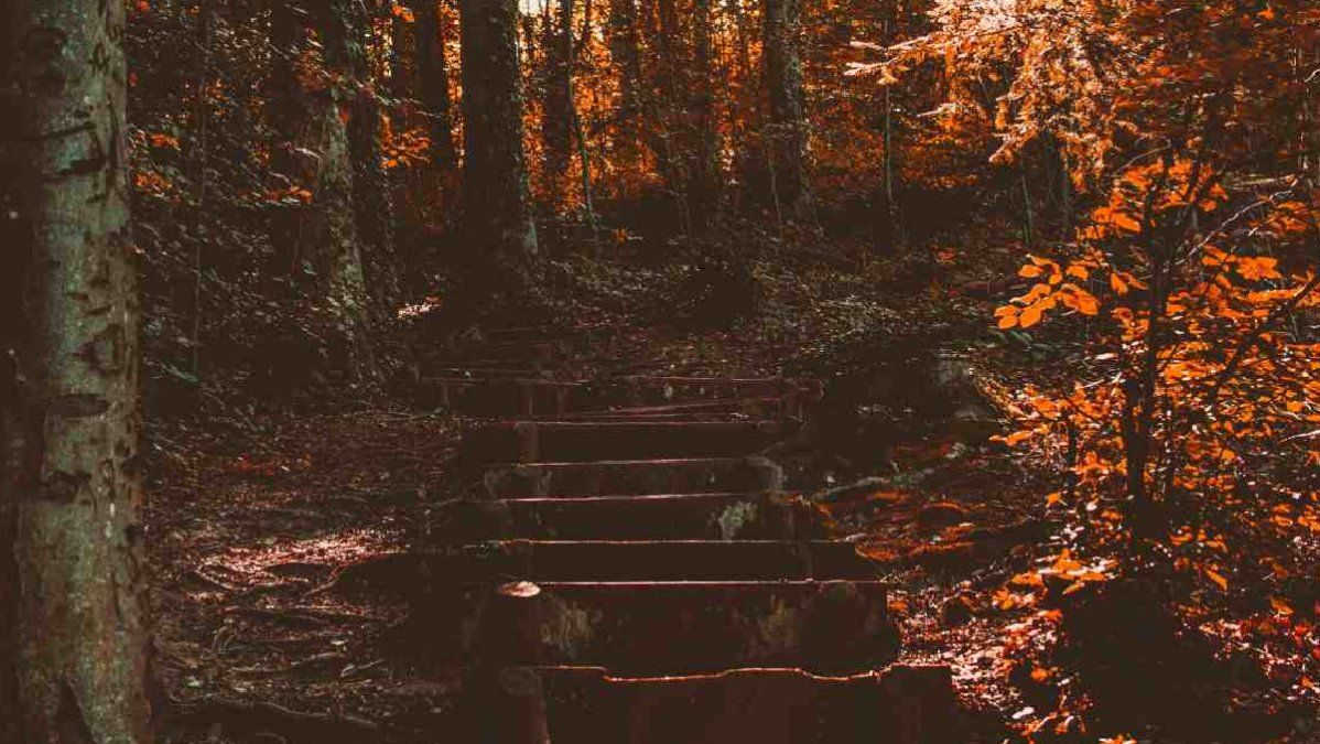 Por qué debes huir si ves escaleras en medio del bosque