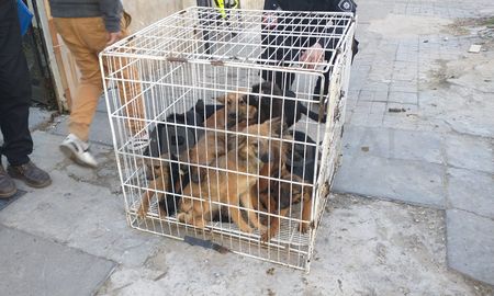 Dos proyectos de ley ingresaron a la Cámara de Diputados de Santa Fe con el objetivo de fortalecer el marco normativo de protección y bienestar animal en la provincia, en línea con la reforma constitucional. Dos proyectos de ley ingresaron a la Cámara de Diputados de Santa Fe con el objetivo de fortalecer el marco normativo de protección y bienestar animal en la provincia, en línea con la reforma constitucional.