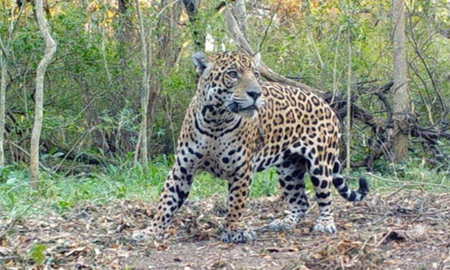 El yaguareté se encuentra en peligro de extinción en la la Argentina. El yaguareté se encuentra en peligro de extinción en la la Argentina.