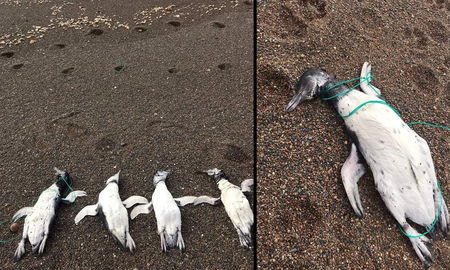 Chubut: hallan pingüinos muertos con signos de ahorcamiento con sogas Chubut: hallan pingüinos muertos con signos de ahorcamiento con sogas