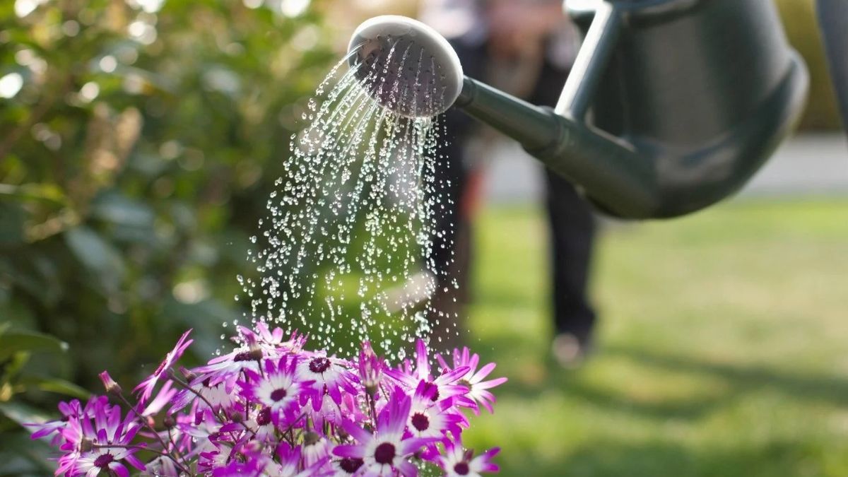El exceso de agua es una de las principales causas de muerte en plantas durante el verano.