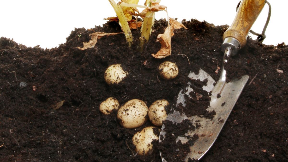 Para qué sirve enterrar una papa en la maceta de tus plantas en verano.