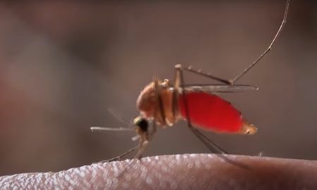 Mosquitos: las que pican son las hembras, porque los machos se alimentan de jugos florales. Mosquitos: las que pican son las hembras, porque los machos se alimentan de jugos florales.