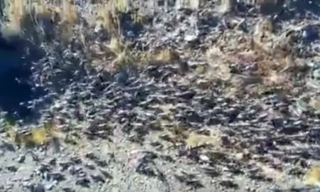 el video de la invasion de tucuras en un pueblo de chubut el video de la invasion de tucuras en un pueblo de chubut