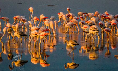 ¿por que aparecen flamencos en esta epoca del ano en la laguna setubal?: la explicacion de una experta ¿por que aparecen flamencos en esta epoca del ano en la laguna setubal?: la explicacion de una experta
