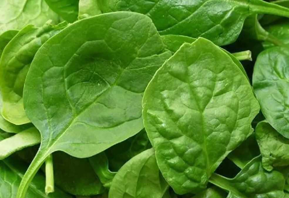 Espinaca: el súperalimento para el corazón, el cerebro y el sistema inmune