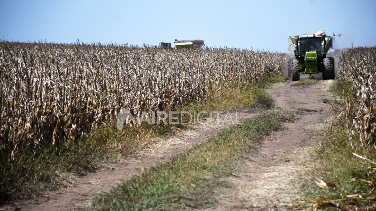 Es oficial: las retenciones a la soja suben al 33% y no habrá variaciones para trigo y maíz