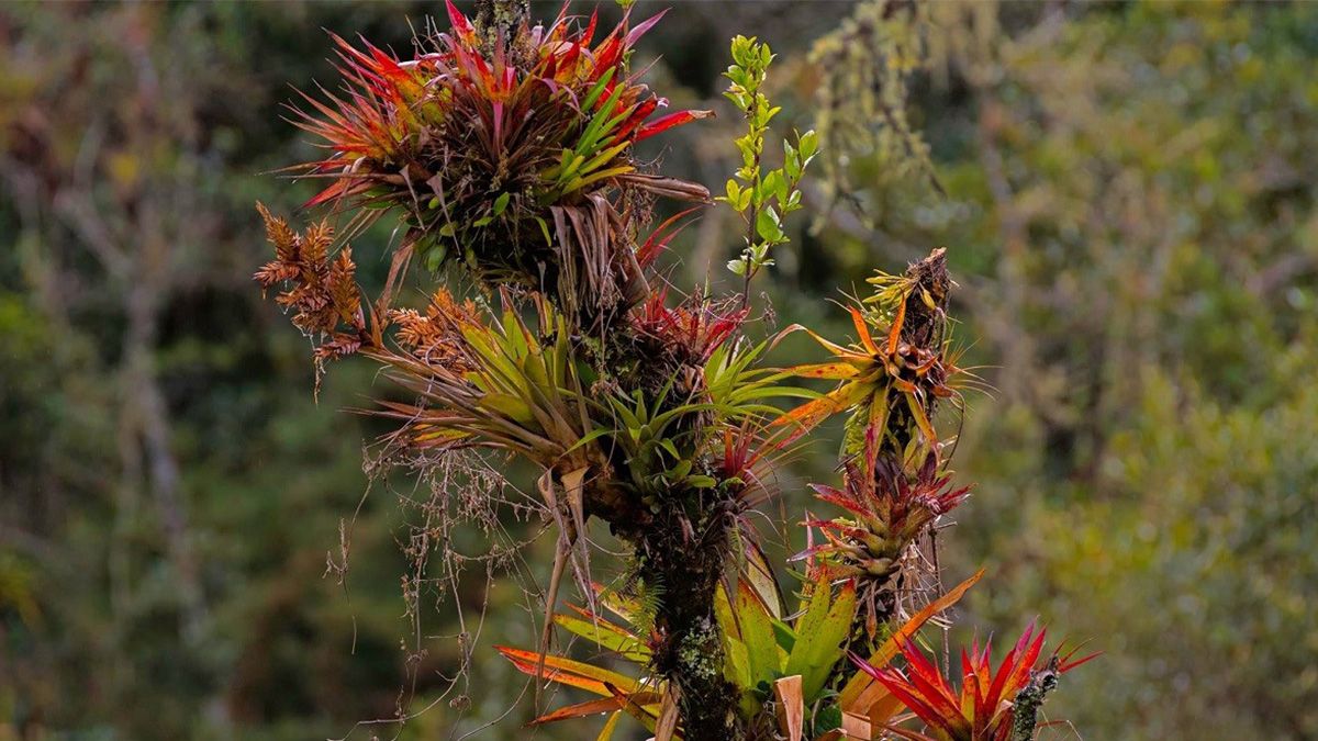 Un ejemplar de bromelias. 