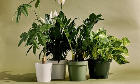 Plantas de interior. Plantas de interior.