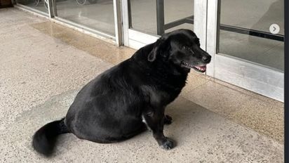 Ataques a niños y pocos perros peligrosos registrados: por qué el caso Garrafa es la gota que rebalsó el vaso en Santa Fe